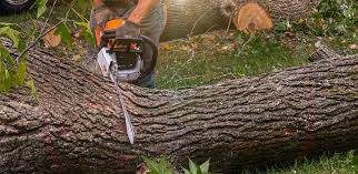 Trusted La Grange, NC  Tree Services Experts