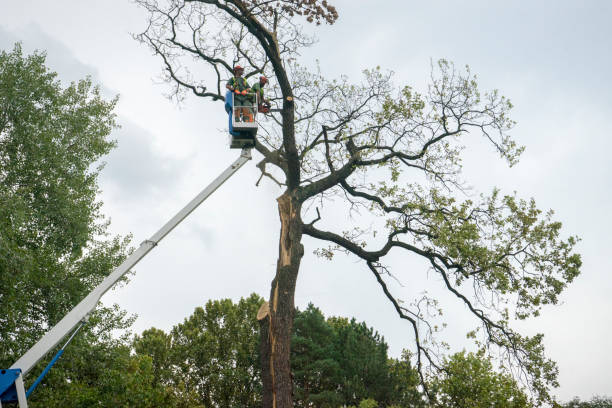 Best Stump Grinding and Removal  in La Grange, NC